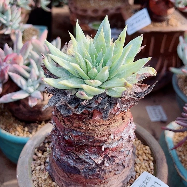 8631绿雪山仙女杯多肉