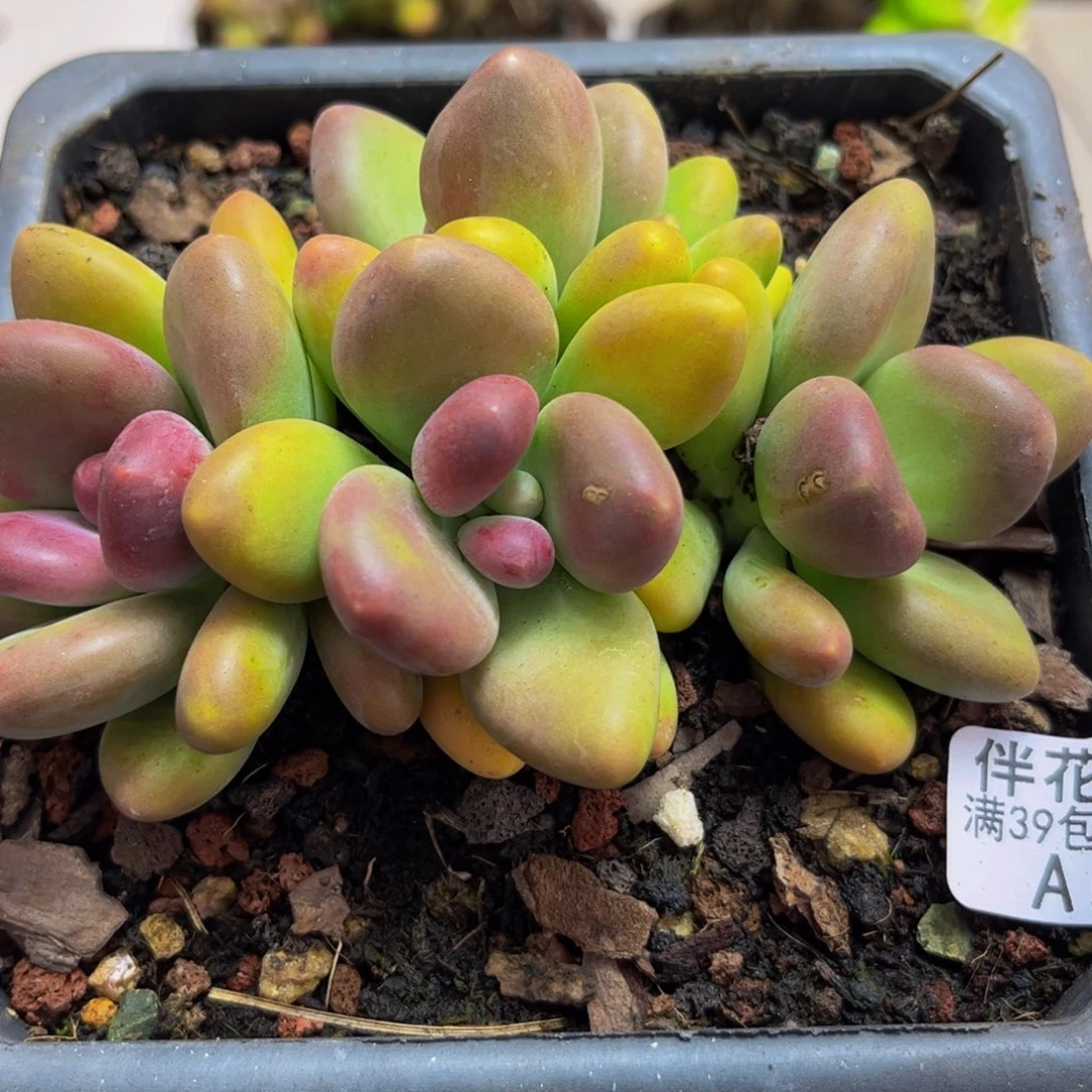 514/10cm芒果奶多肉植物