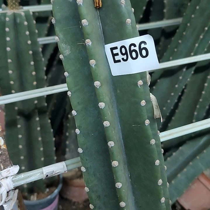 ?****️量天尺4色金妞966