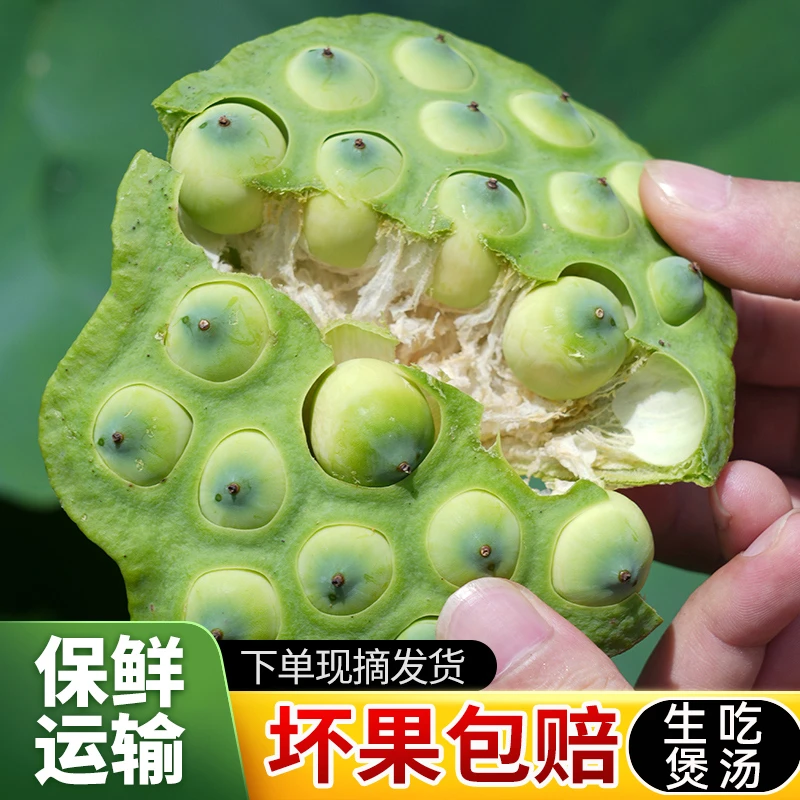 莲小花新鲜莲蓬现摘生吃水果莲子生鲜嫩莲蓬子带杆带芯吃微甜零食