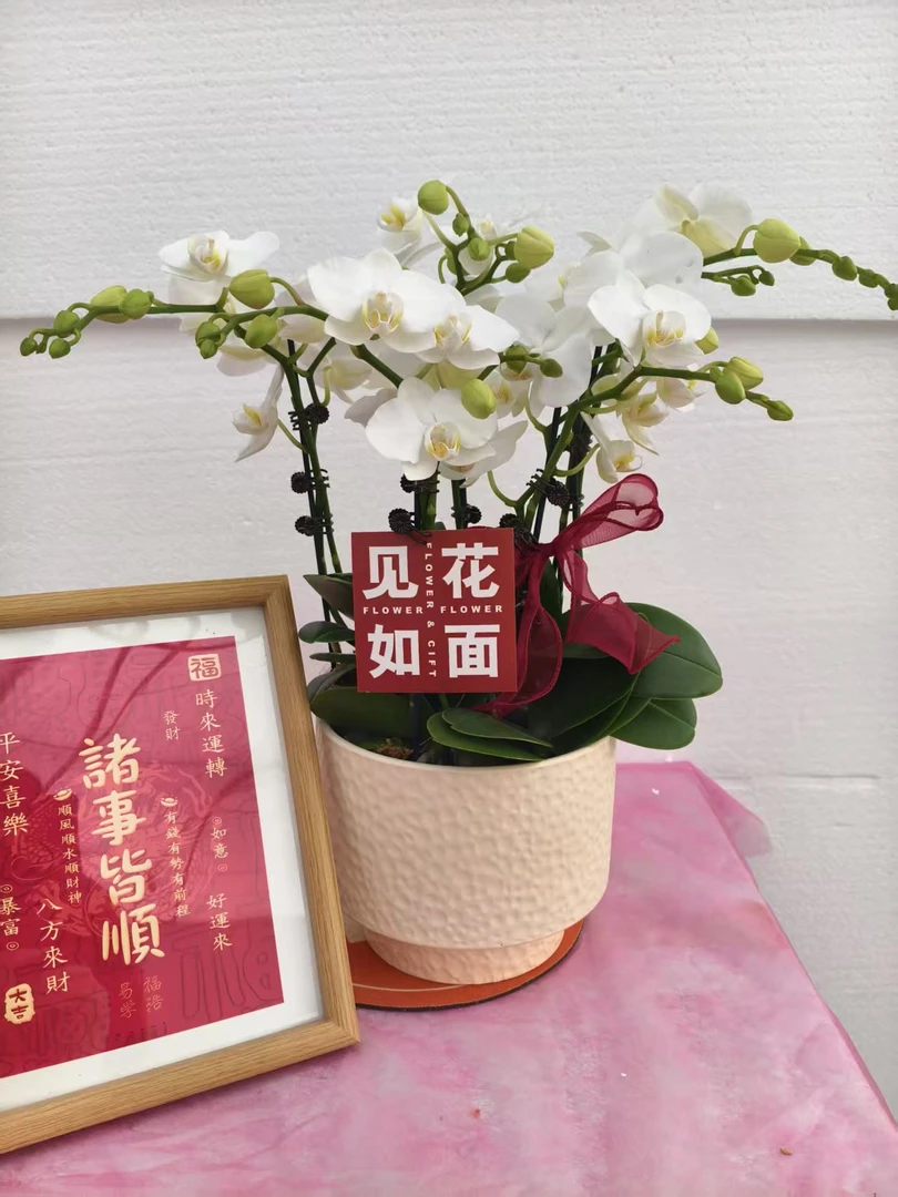 蝴蝶兰【白天鹅】花苗盆栽带花剑花苞客厅室内四季好养观赏花卉