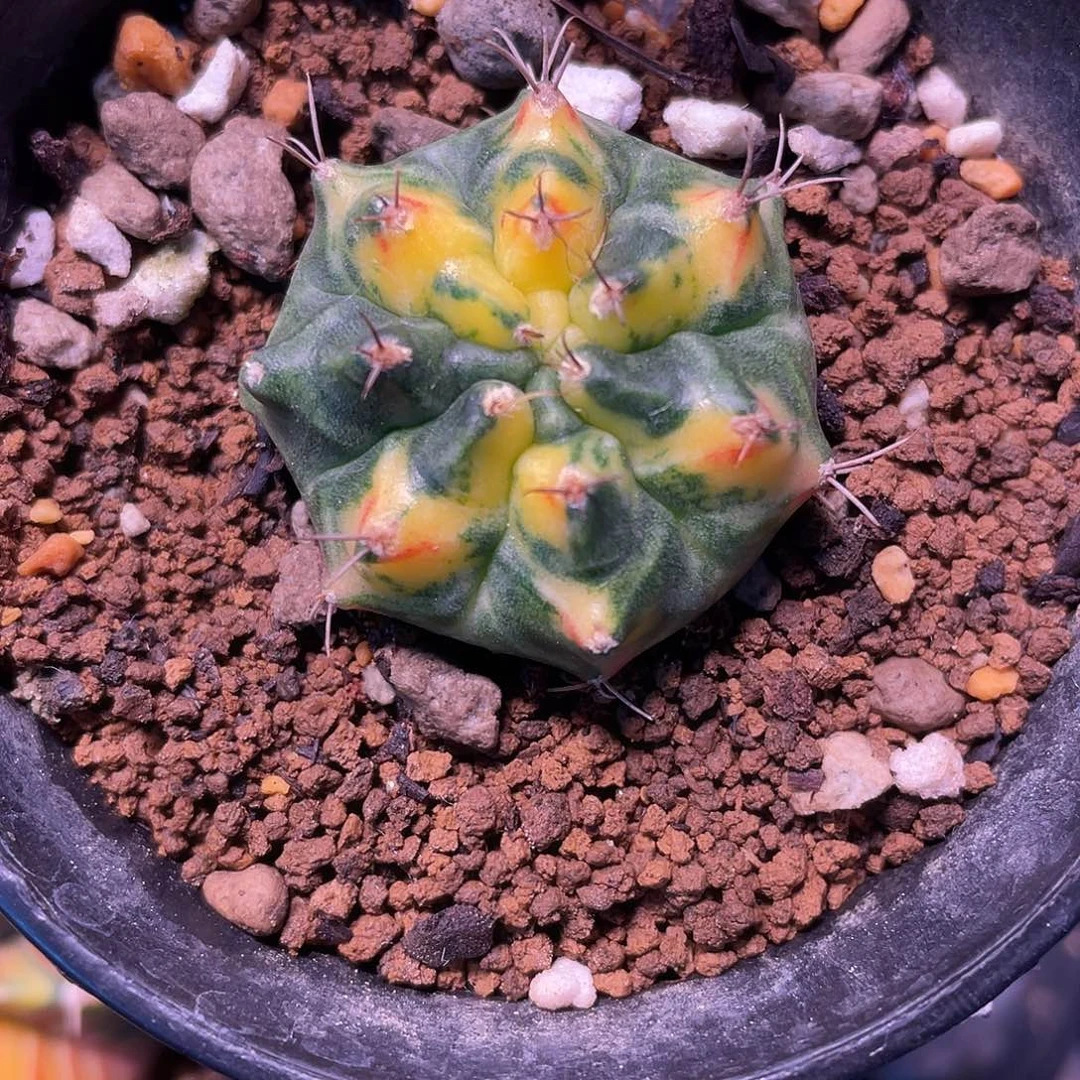 1-T3115侧芽3.3厘米米哈锦