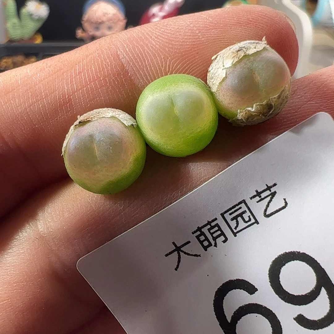 一物一拍。     69