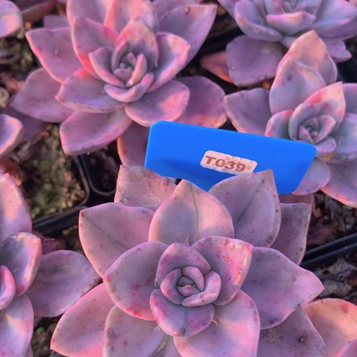 t039旭鹤雀斑锦脱土