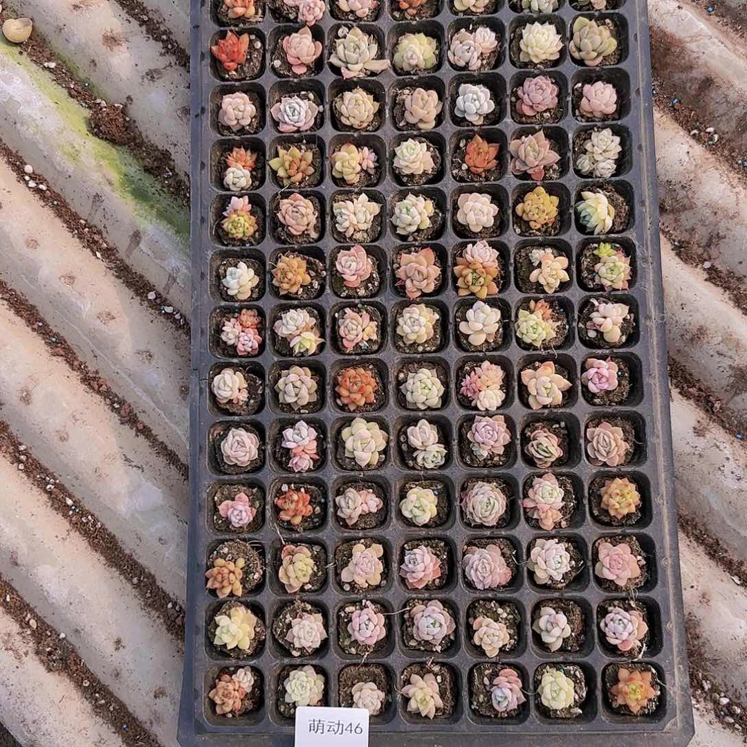 直播一物一拍多肉46