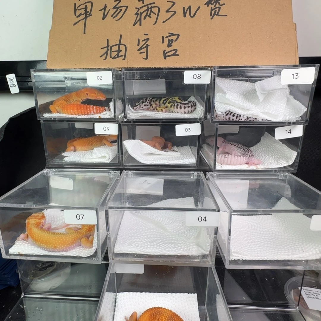 豹纹守宫血蜜橘妹妹