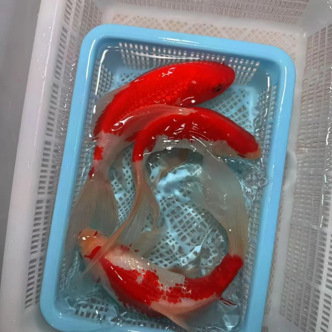 【17-22公分】3条装花鹦鹉蝴蝶体型红白鹦鹉火凤凰闪鳞大尾巴包邮