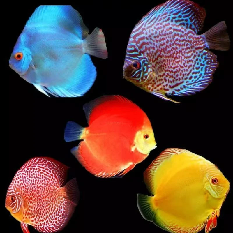 七彩神仙鱼热带鱼观赏鱼改价专用链接