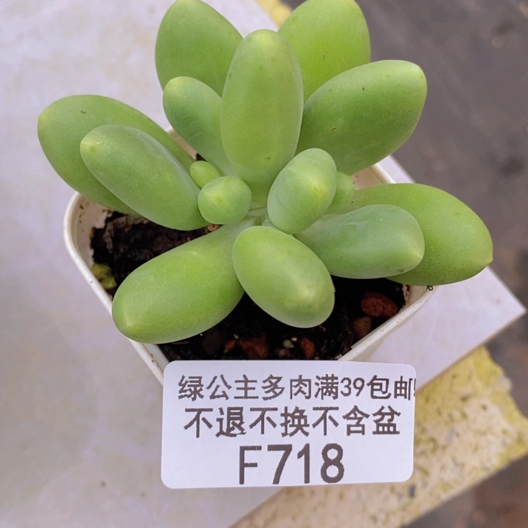 芒果奶5cm718多肉