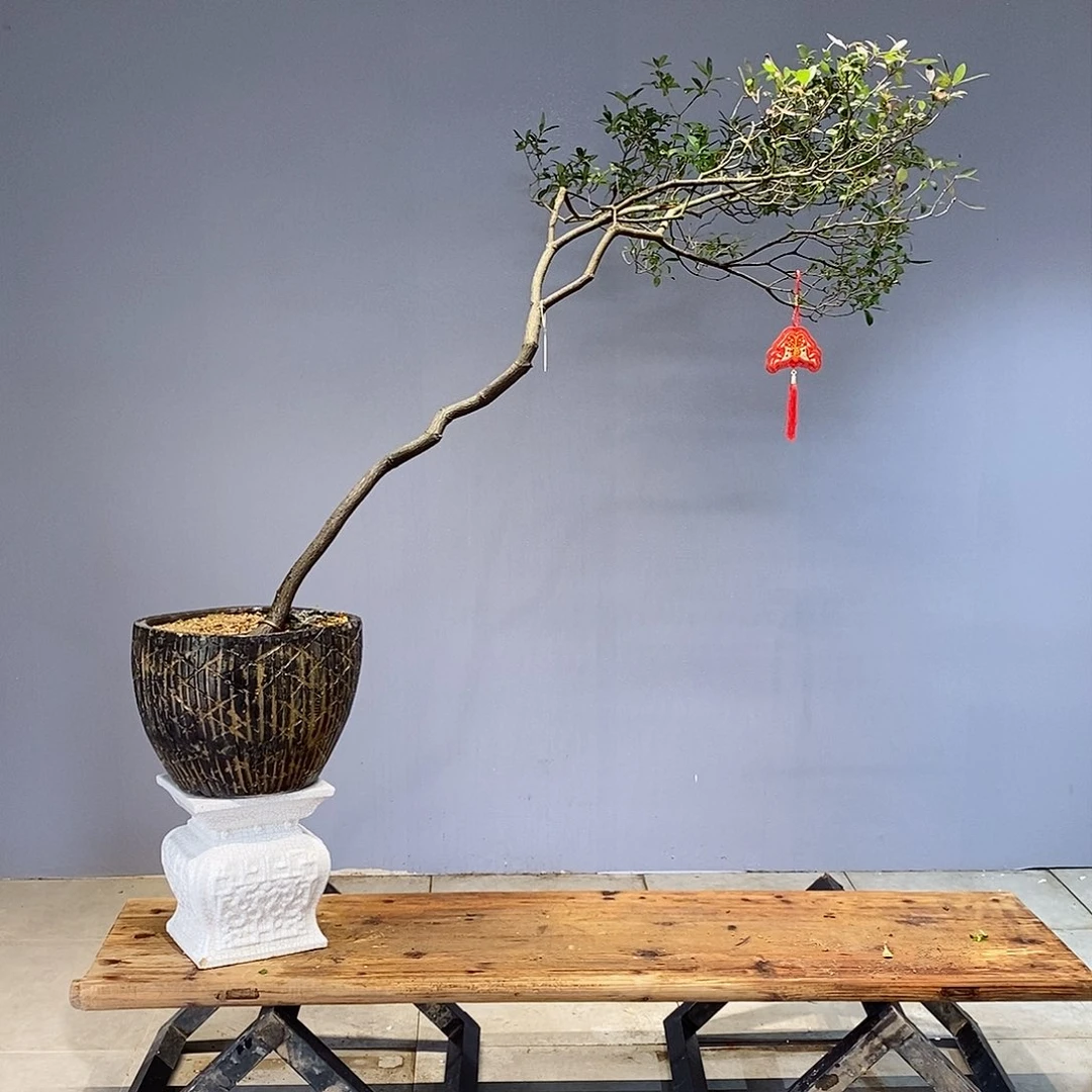 吉*我的心好痛啊我的心真的很疼我