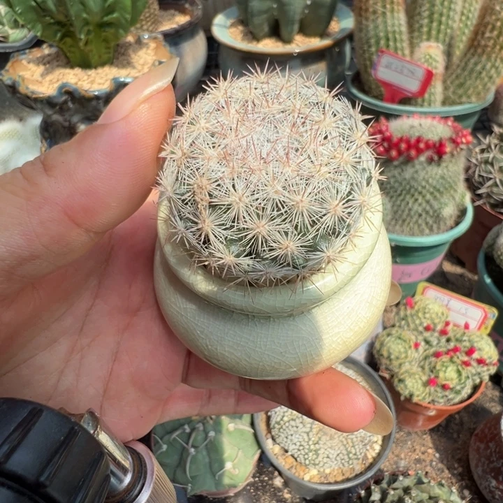 时***步恭喜我自己喜得千金