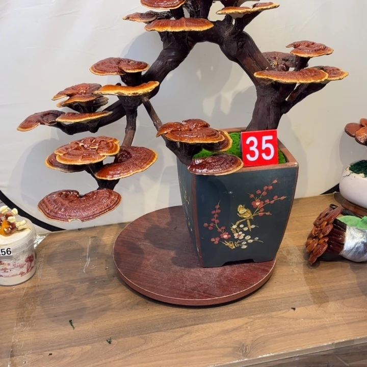 完全开放M****王灵芝88888