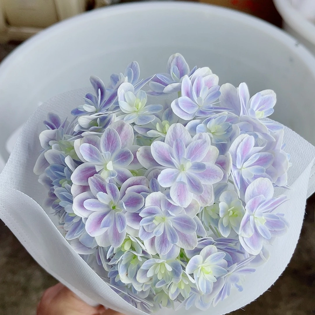 完全开放稀有绣球花139