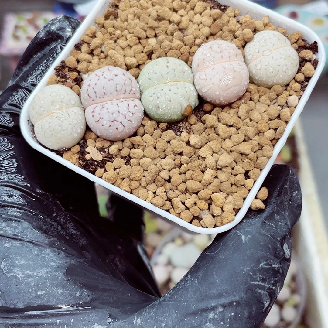 生石花满18包邮0916-79