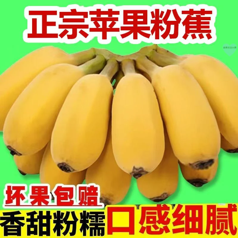 广东正宗苹果蕉现摘现发当季香甜薄皮新鲜孕妇水果青皮香蕉整箱装