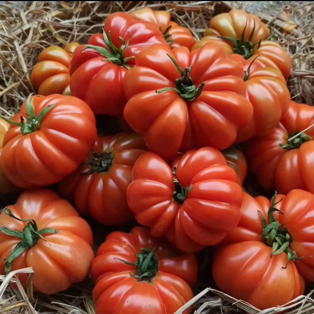 云南农家自种老品种马蹄番茄生熟两吃西红柿现摘现发新鲜蔬菜多汁