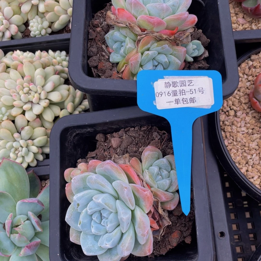 0916-51-冰玉群生一颗