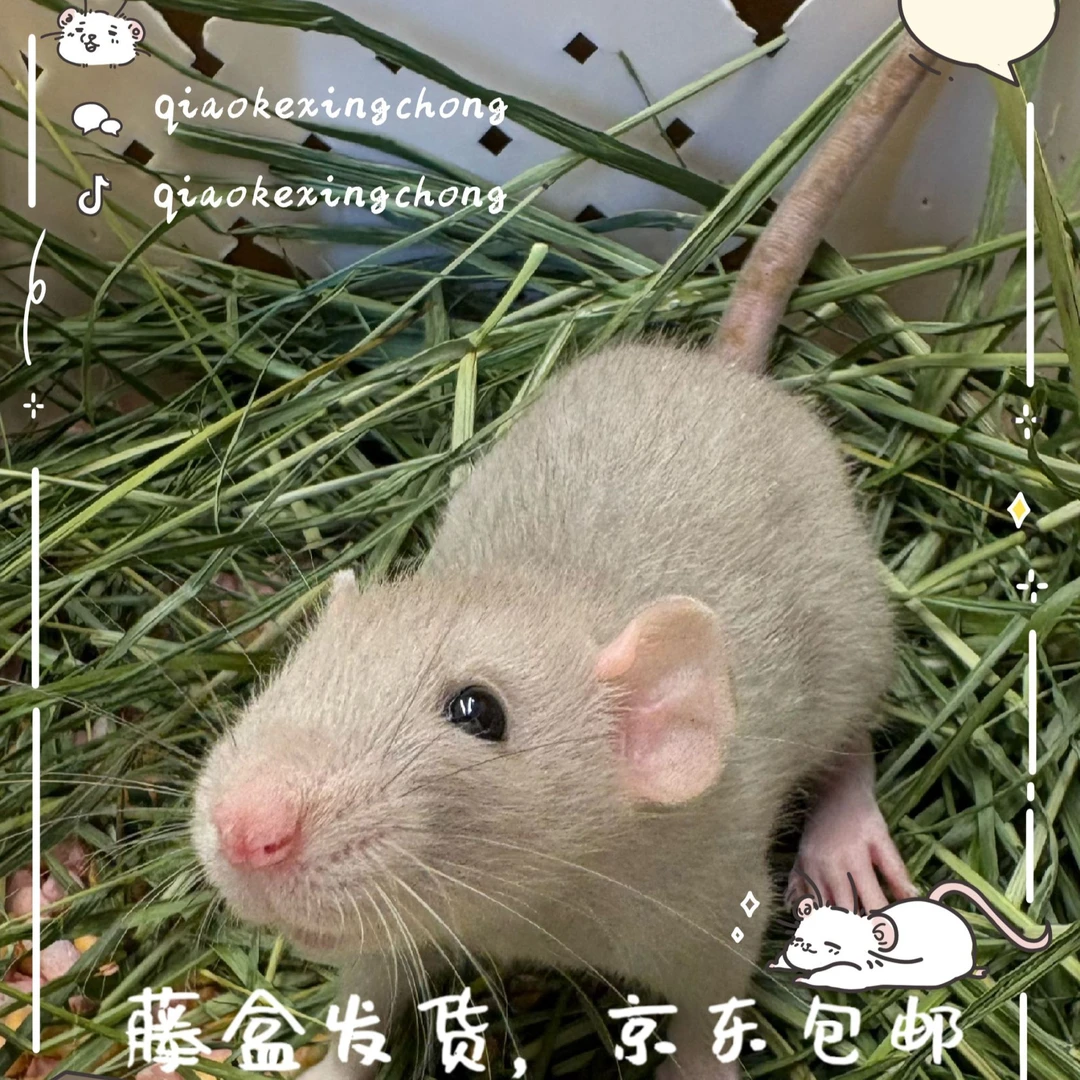 (直播一对一拍前联系主播)巧克星宠花枝鼠宝宝 （包邮 多样性发一）