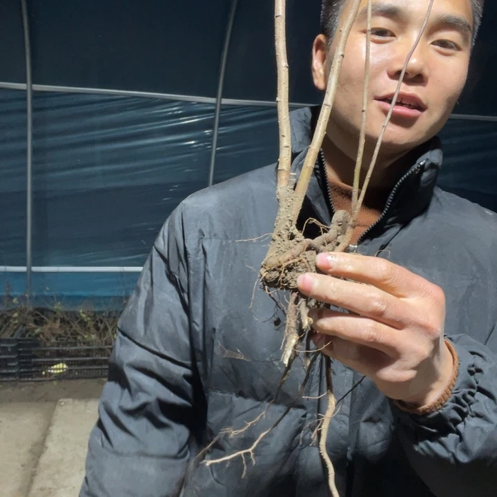 港之曙海棠花一颗苗