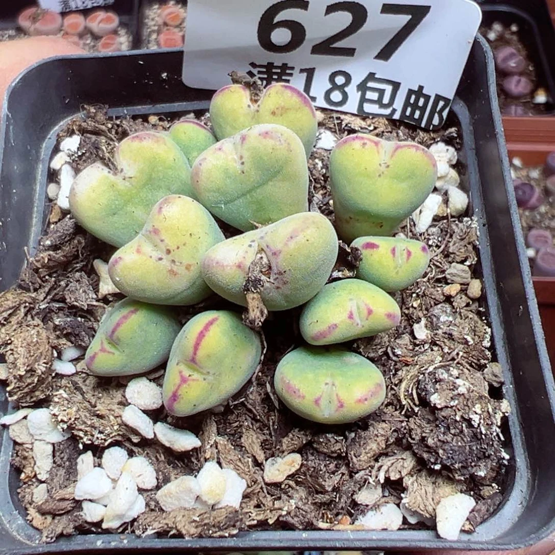 【闪购商品】 627。