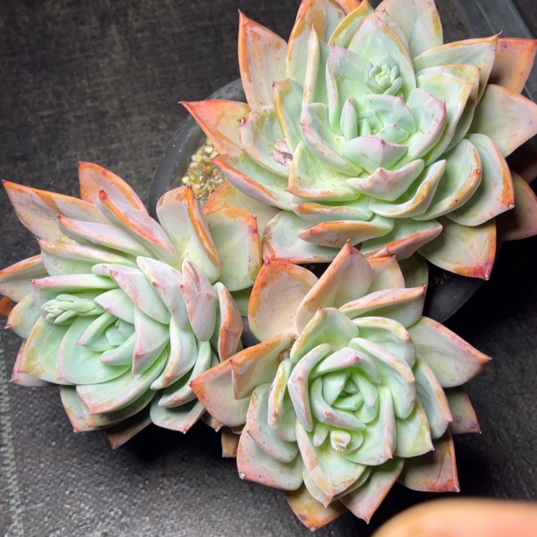 【闪购商品】花园烟火多肉39.8