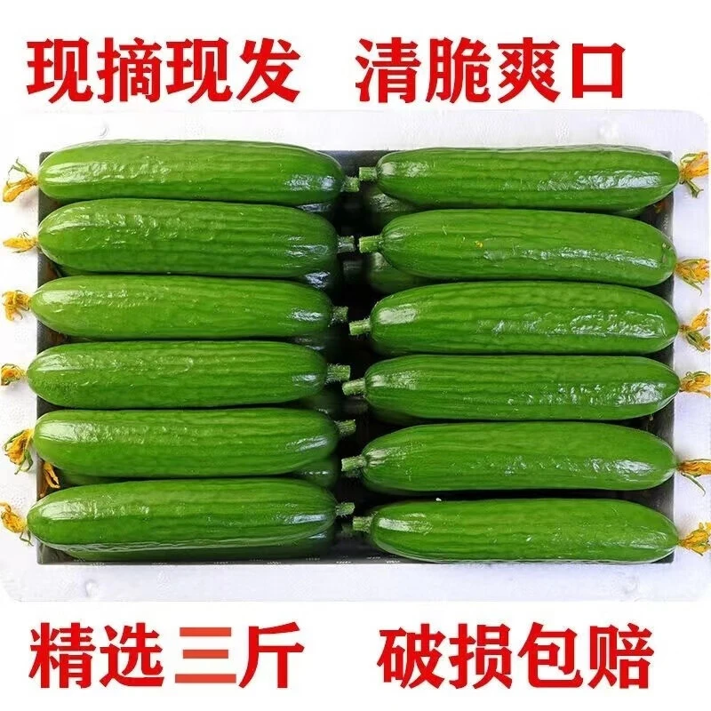 山东寿光水果黄瓜生吃脆嫩新鲜蔬菜青瓜当季无刺小黄瓜现摘包邮