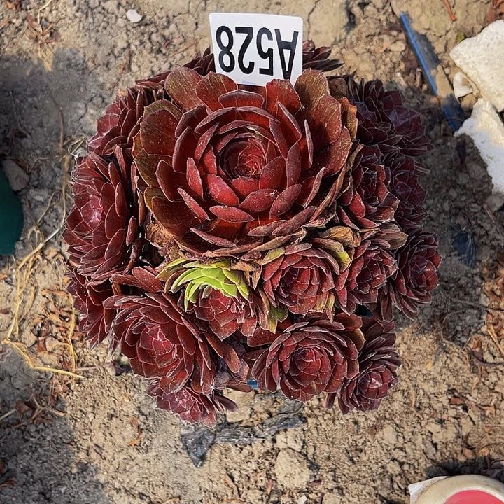 无花朵千面男爵13–48包邮