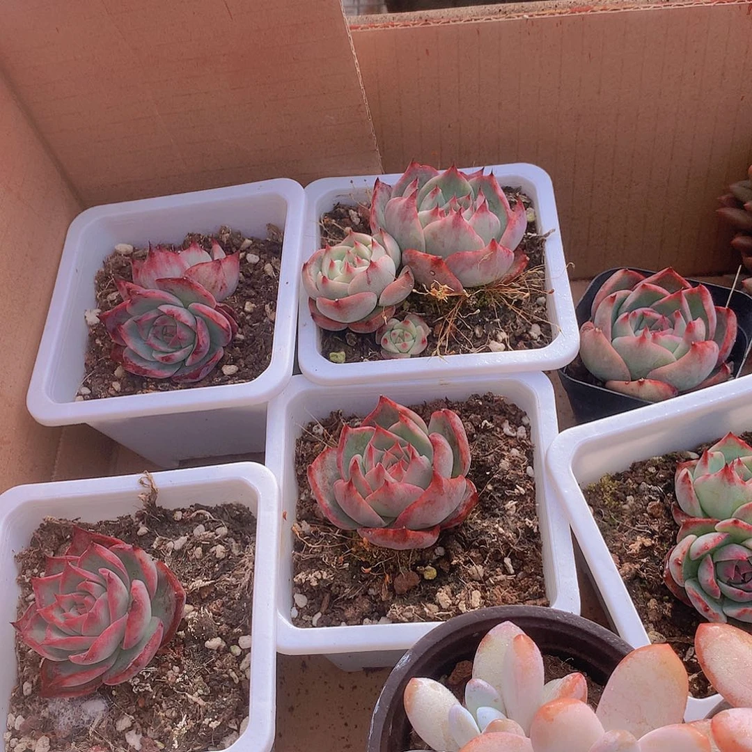 白方盆惊鸿捡漏21346789990