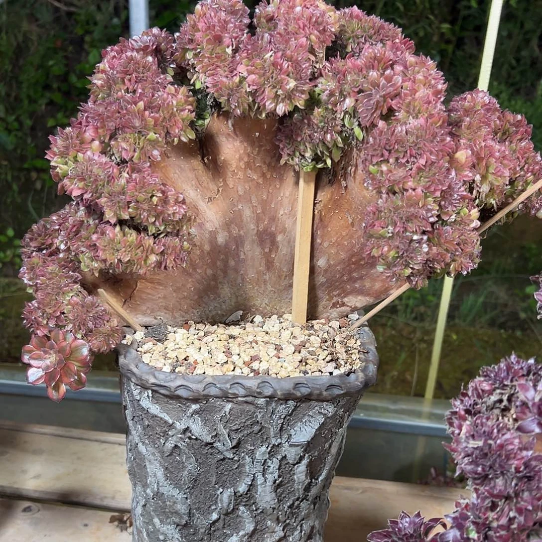 令郎缀化老桩厚板朵缀