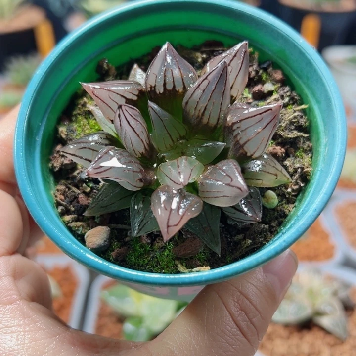 十二卷多肉西瓜寿