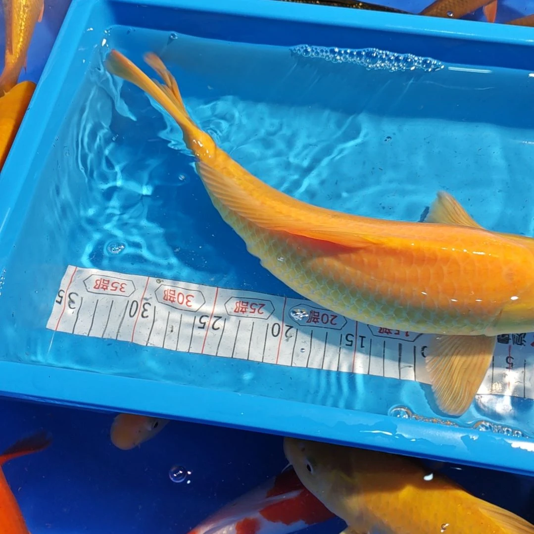 鲤***锦鲤不包邮邮费到付