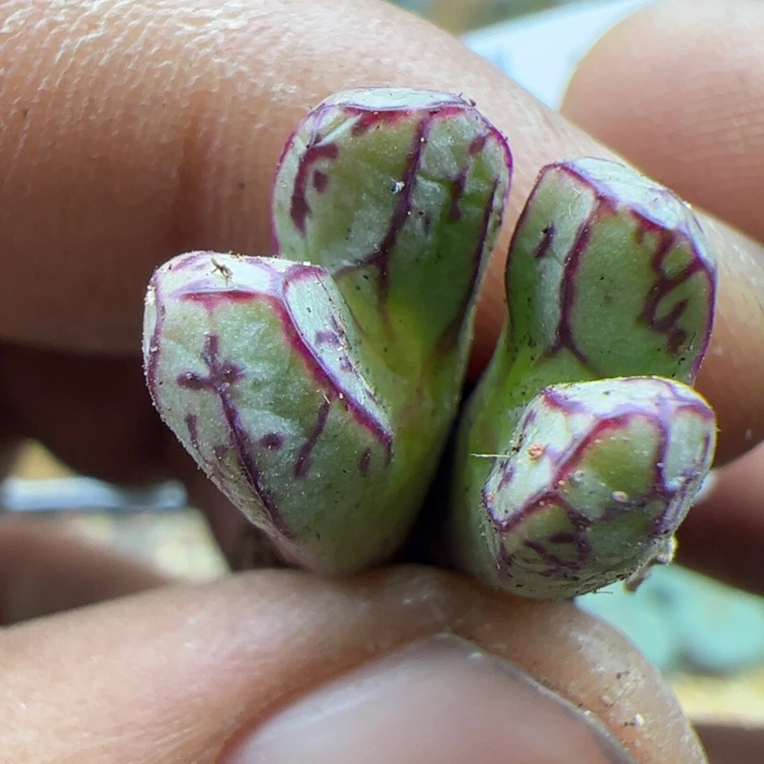 大家过年好22955