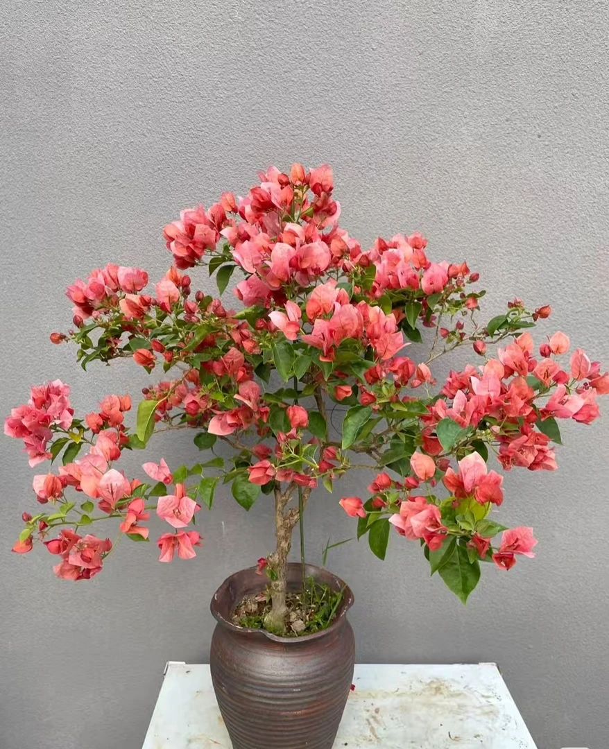 【不甜西瓜】0.5加仑带花发货四季勤花爬藤绿植