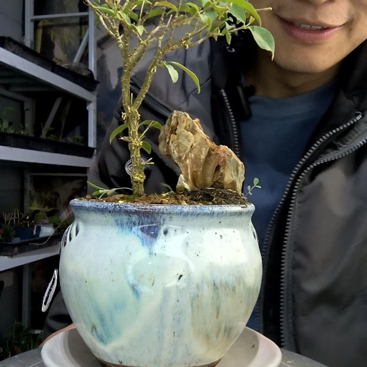 E***a小盆景小植物一物一拍293