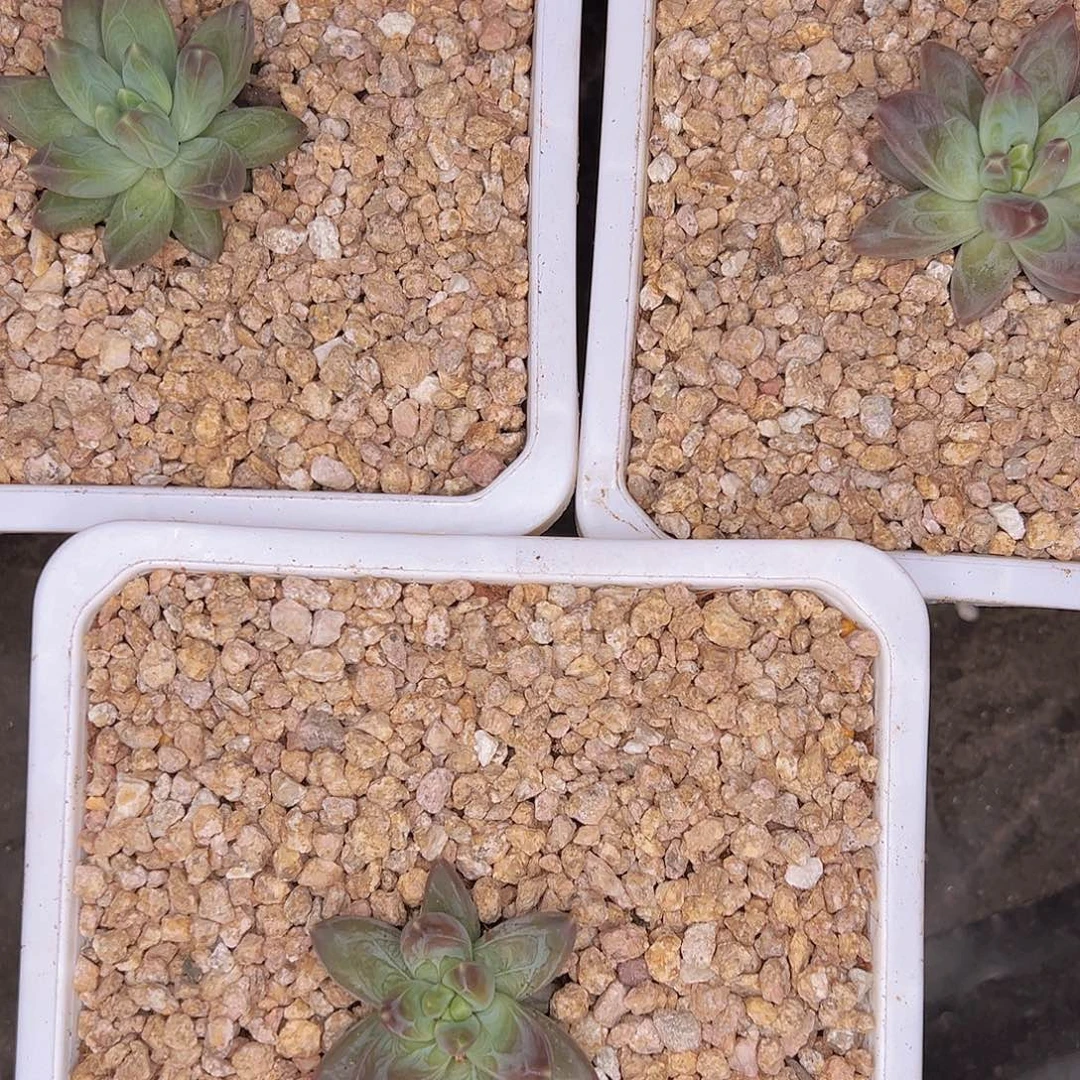 美人肉肉666666666666