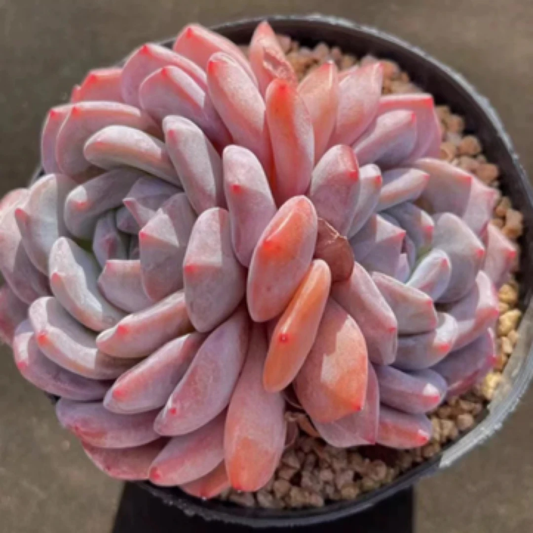 【满9.9包邮】梦影双头8-10cm多肉植物满以直播间展示为准