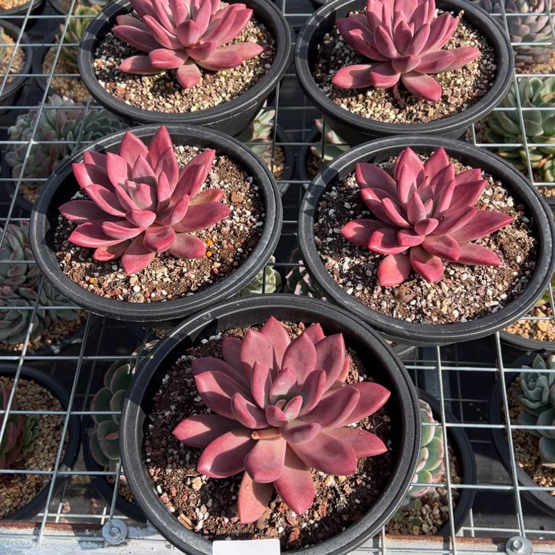 7401多肉多多多多多