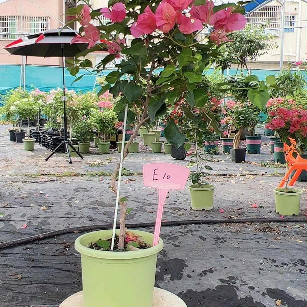 十***院大部分开放少量花苞E10暗夕