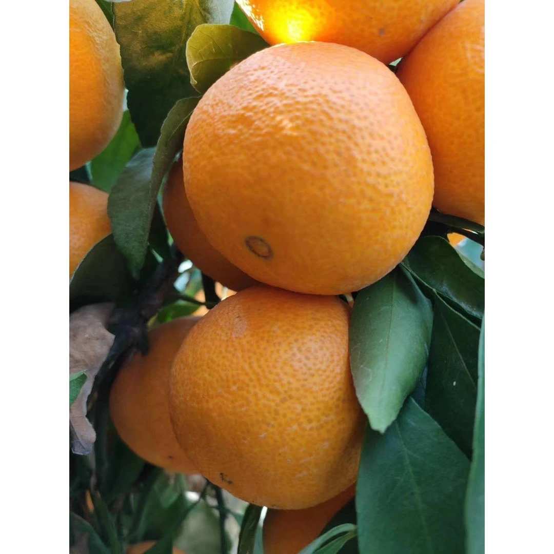 赣南脐橙苗 纽荷尔脐橙苗 嫁接甜橙苗纽荷儿脐橙树苗地栽当年结果