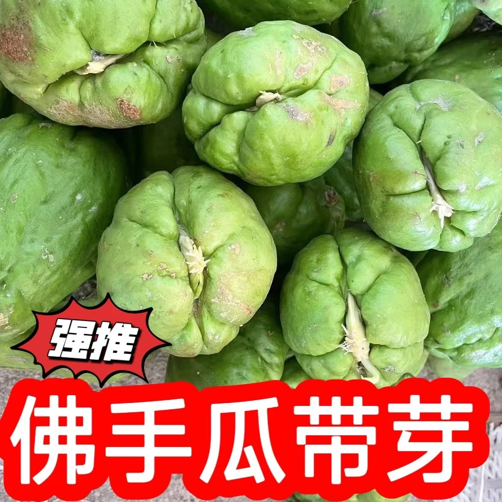 高产佛手瓜带芽四季根扶手佛手佛瓜龙须菜洋丝瓜佛手瓜批发广西发