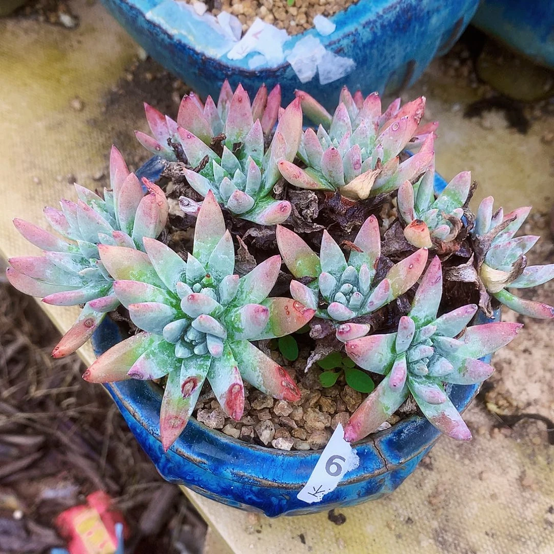 1468白雪仙女杯多肉