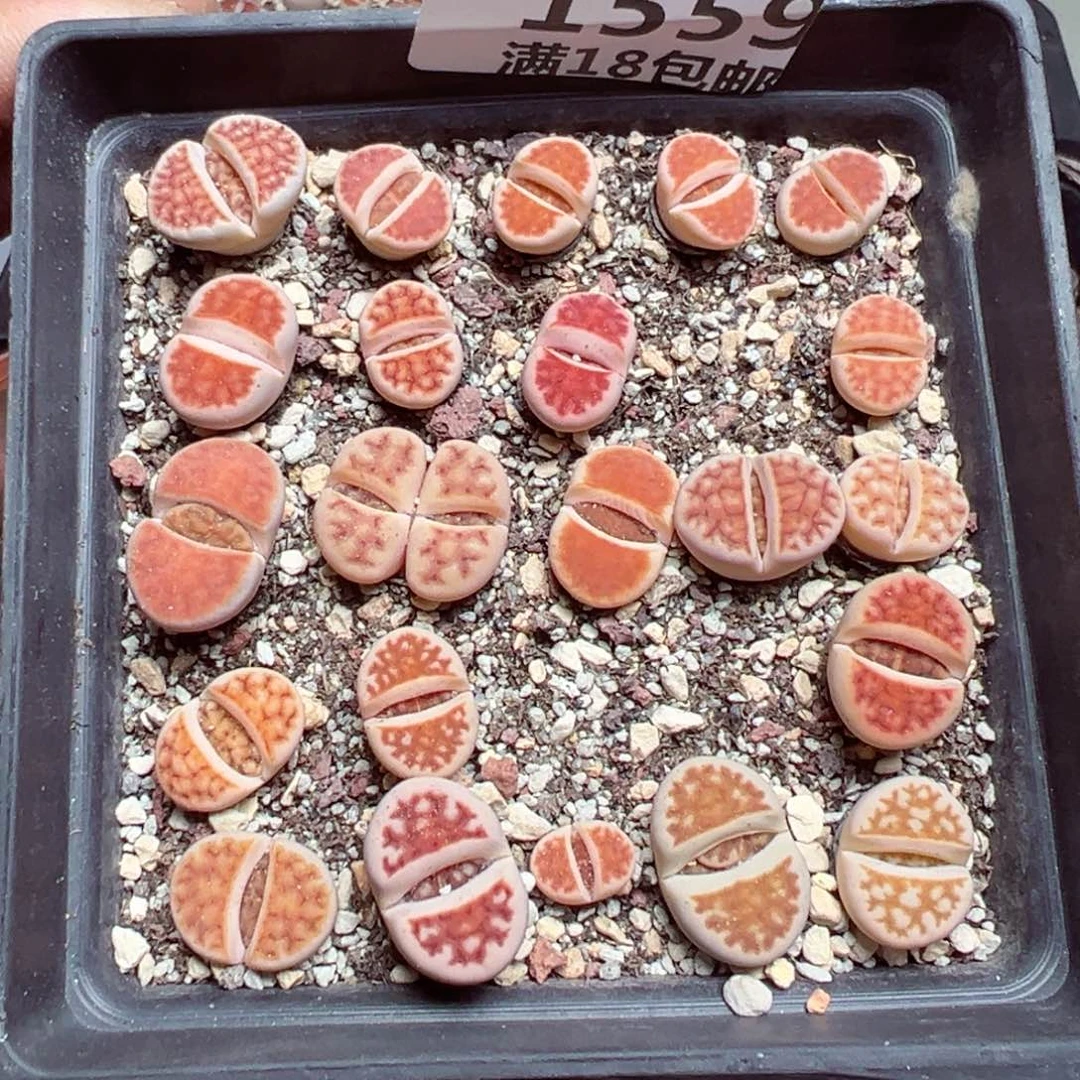 【闪购商品】 1559。