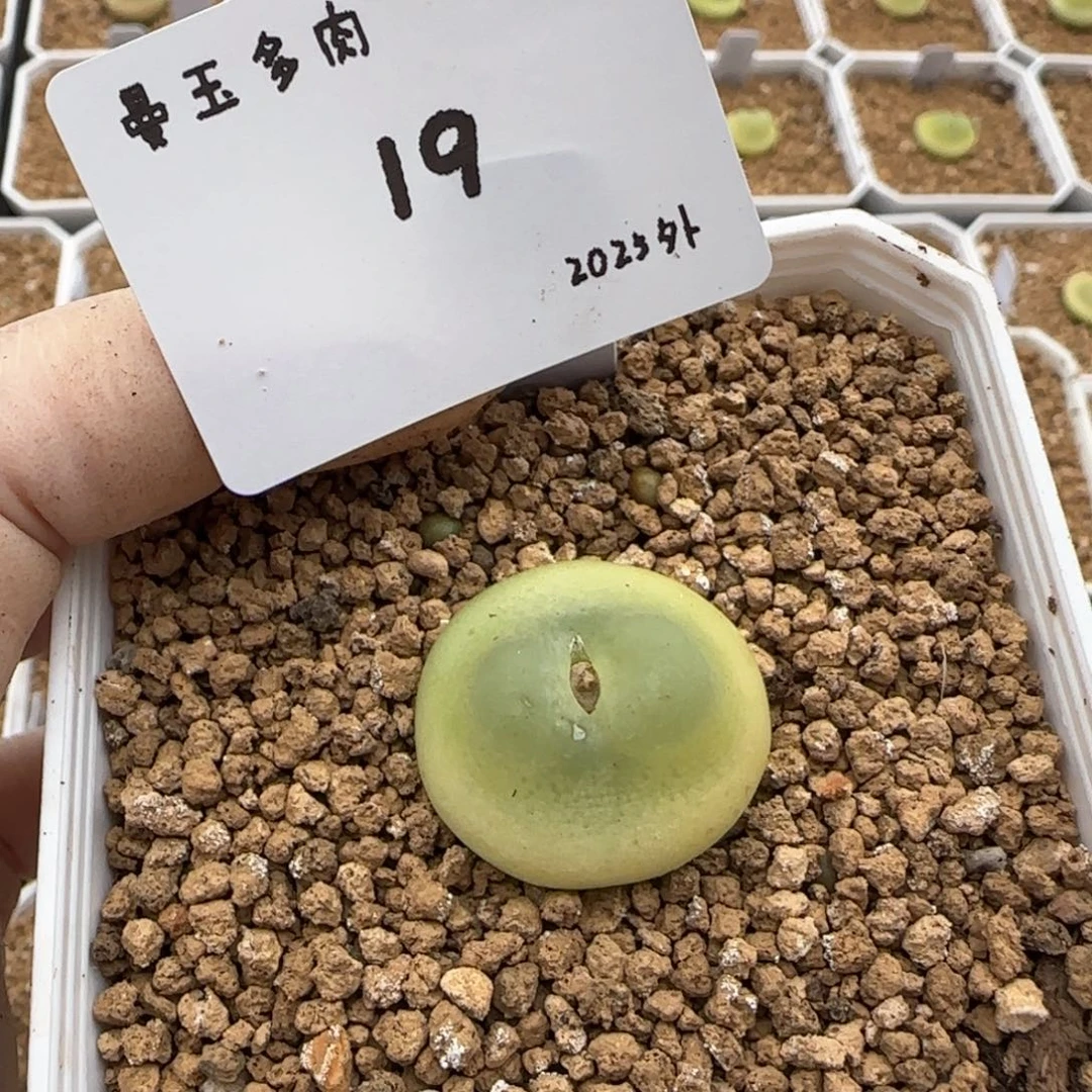 多肉多肉多肉2025-019