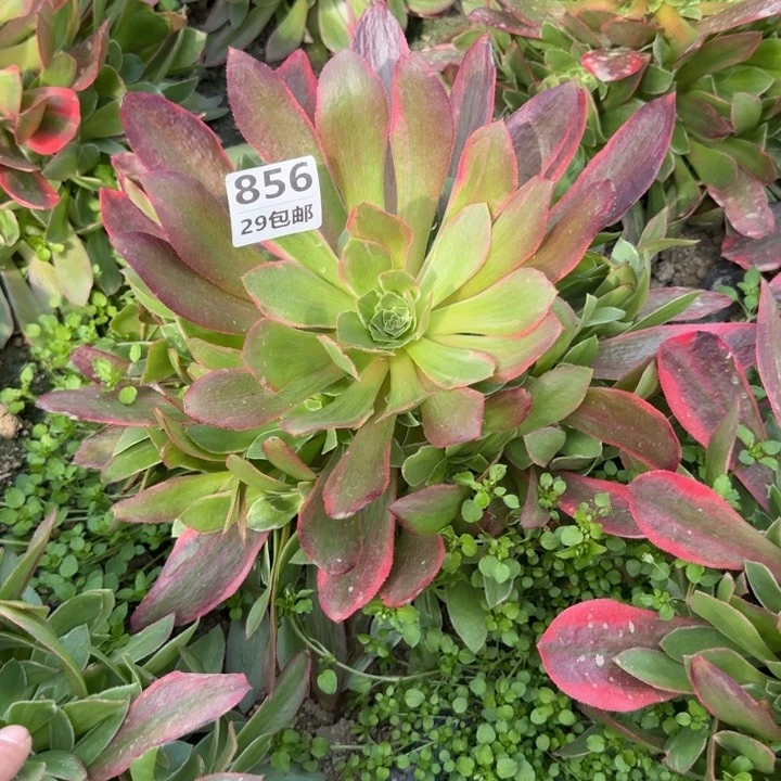 女妖……多肉植物……