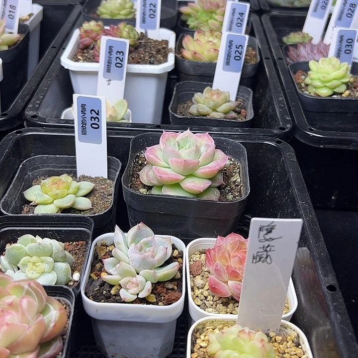 店铺满38元包邮！！！！！！！