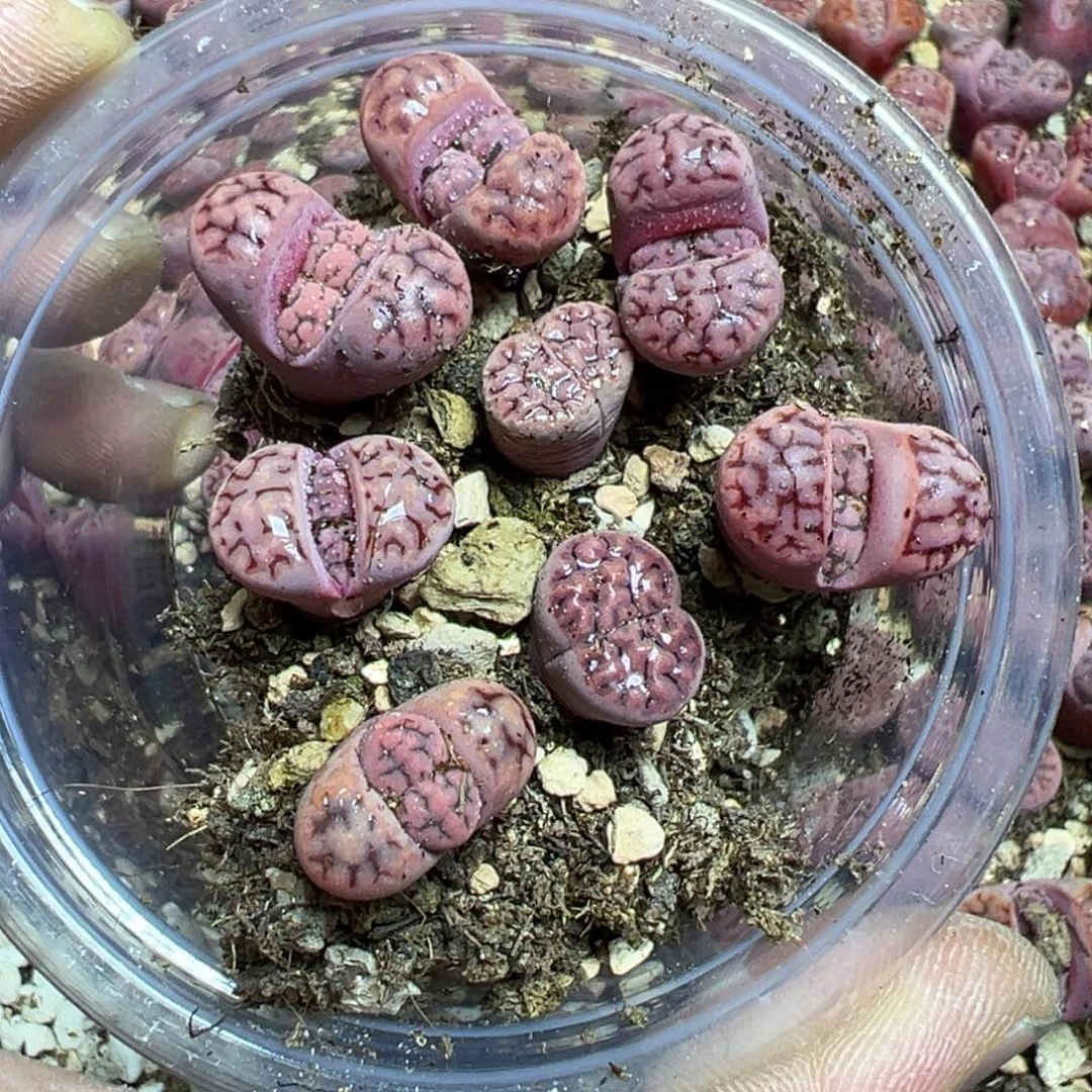 【闪购商品】 646.