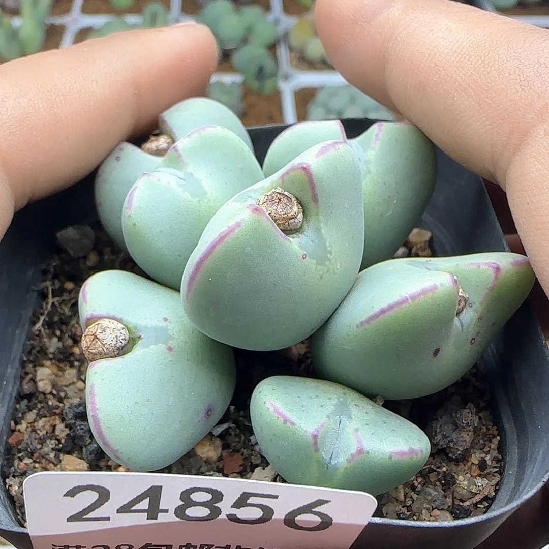 卡*脱土发货哦24856