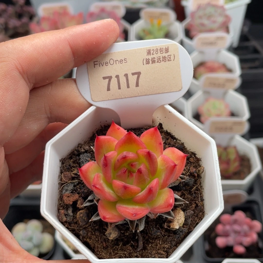 篝火7117-4.0厘米
