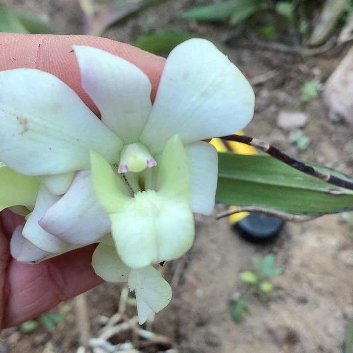 完全开放新几内亚原种香花紫杆一个前路杆