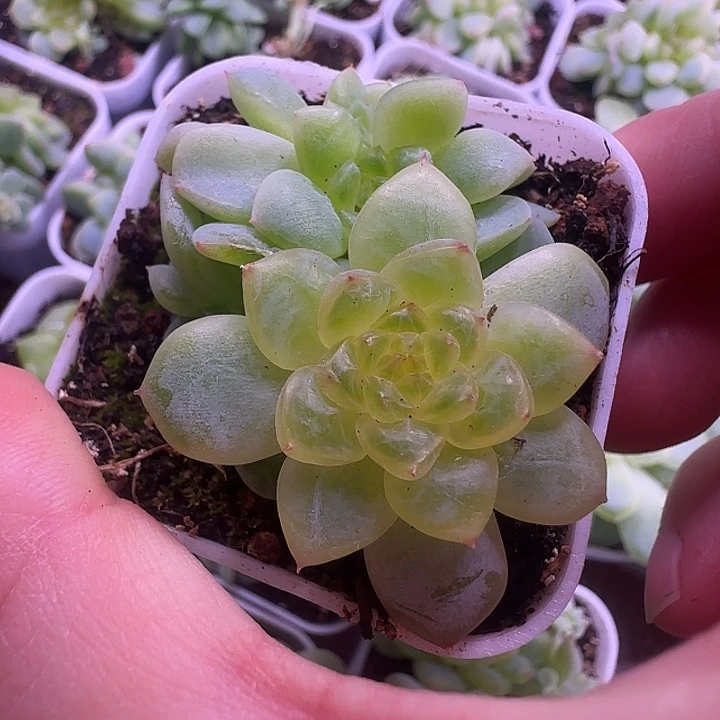 纸鸢甜心朵朵福利